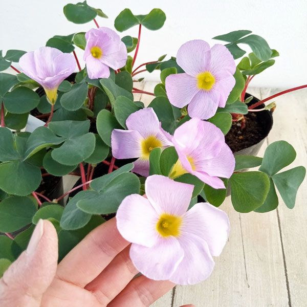 オキザリス:バリアビリス ラベンダー3.5号ポット