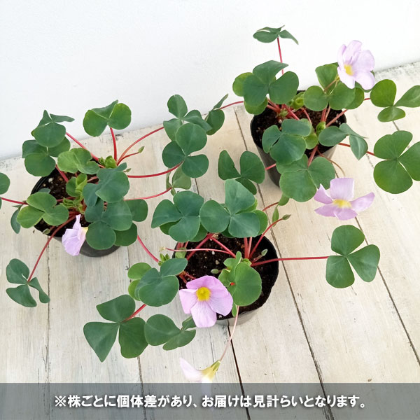 オキザリス:バリアビリス ラベンダー3.5号ポット
