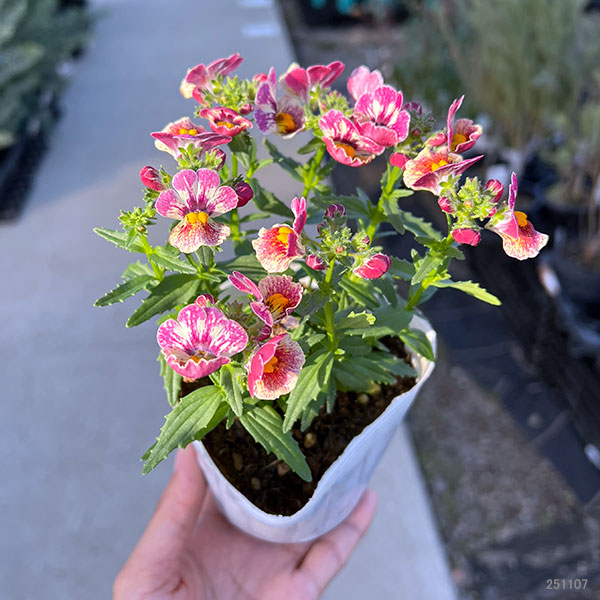 ネメシア：ネシア コンパクト トゥッティフルッティ3.5号ポット