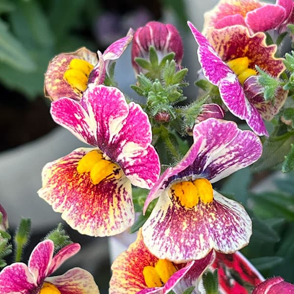 ネメシア：ネシア コンパクト トゥッティフルッティ3.5号ポット