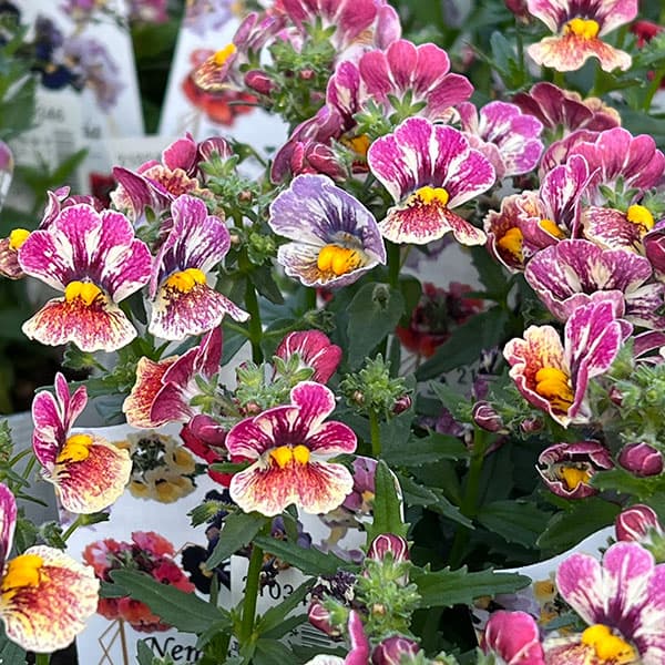 ネメシア：ネシア コンパクト トゥッティフルッティ3.5号ポット