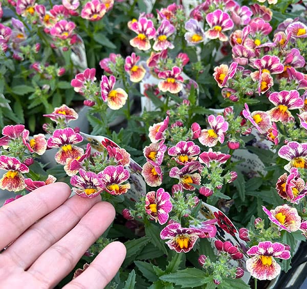 ネメシア：ネシア コンパクト トゥッティフルッティ3.5号ポット