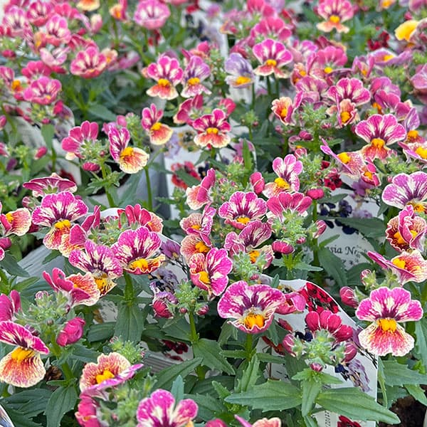 ネメシア：ネシア コンパクト トゥッティフルッティ3.5号ポット