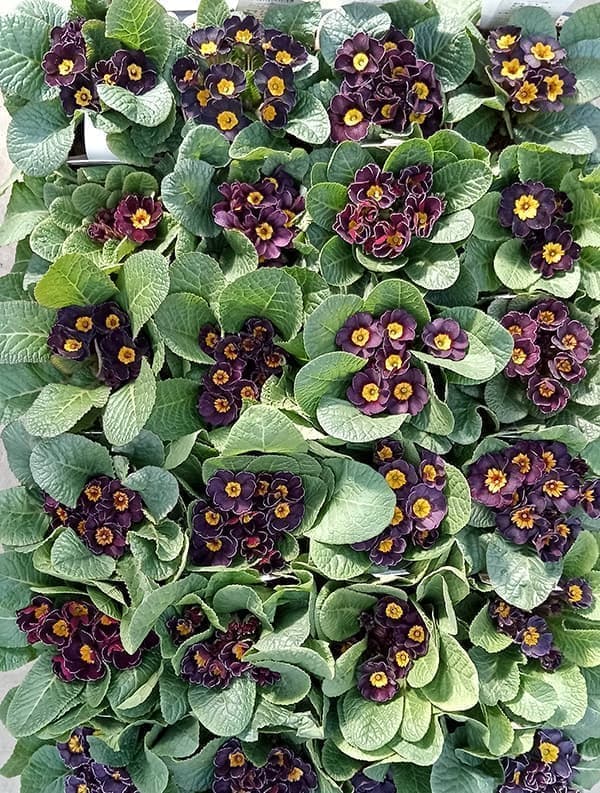 プリムラ：ジュリアン　アンティークブラック3.5号ポット