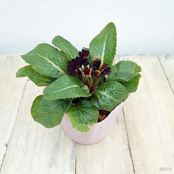 プリムラ：ジュリアン　アンティークブラック3.5号ポット