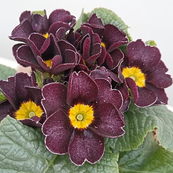 プリムラ：ジュリアン　アンティークブラック3.5号ポット