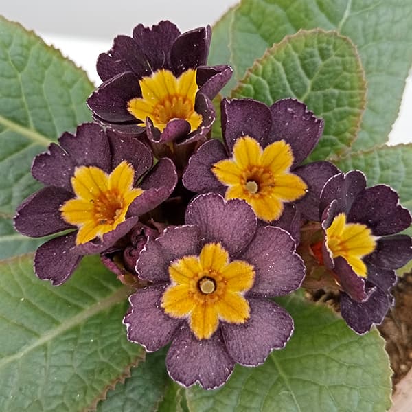 プリムラ：ジュリアン　アンティークブラック3.5号ポット