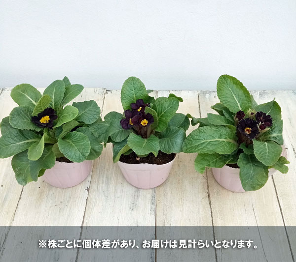 プリムラ：ジュリアン　アンティークブラック3.5号ポット