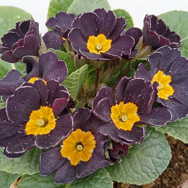 プリムラ：ジュリアン　アンティークブラック3.5号ポット