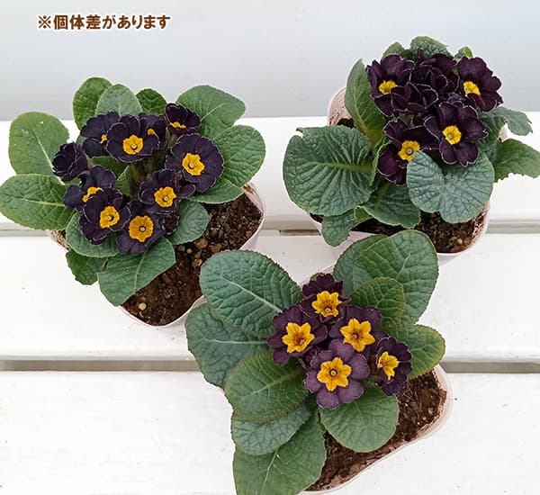 プリムラ：ジュリアン　アンティークブラック3.5号ポット