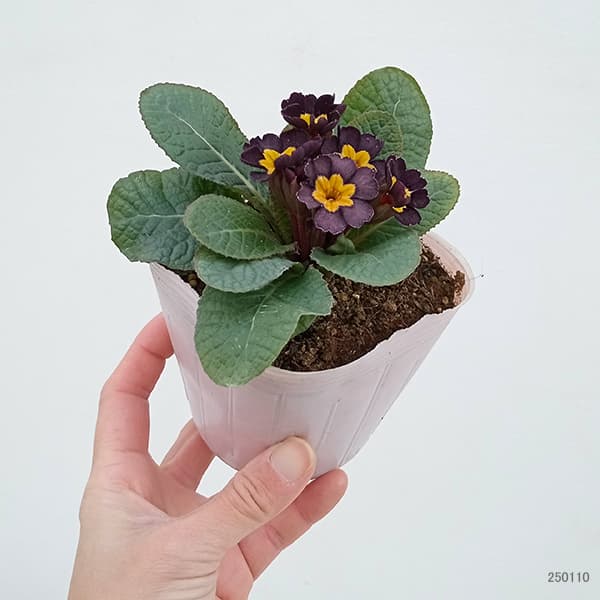 プリムラ：ジュリアン　アンティークブラック3.5号ポット