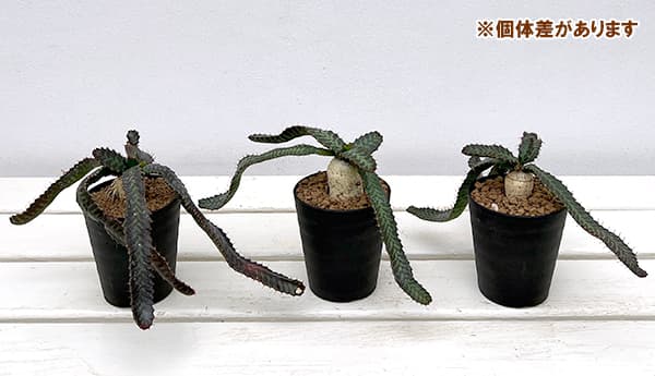 [ザ・ファームセレクト]ユーフォルビア：ステラータ(飛竜)　3号鉢植え