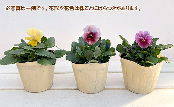 ビオラ：エボルべ3.5号ポット 6株セット