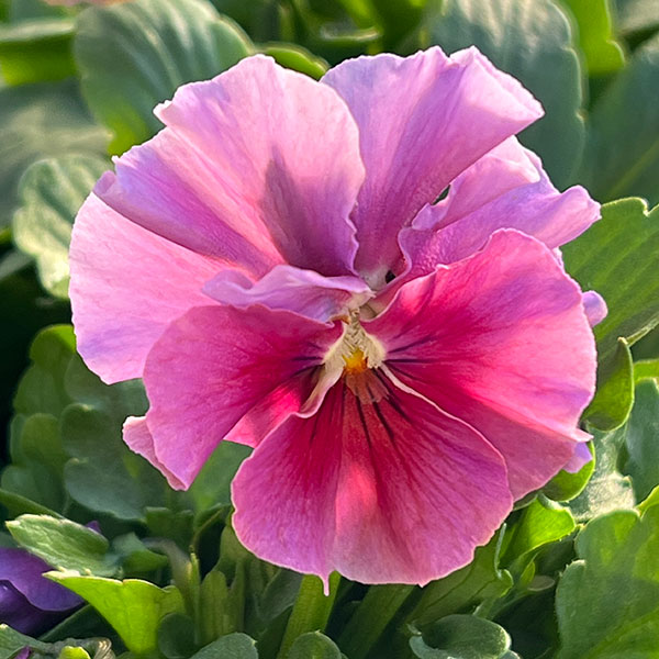 ビオラ：エボルべ3.5号ポット 6株セット