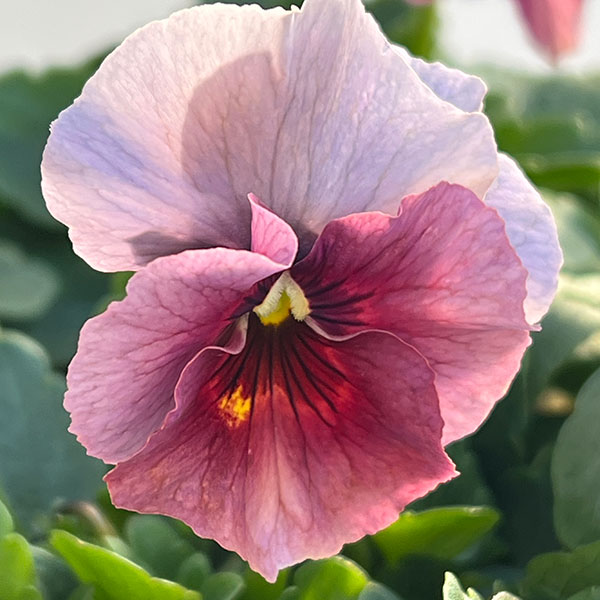 ビオラ：エボルべ3.5号ポット 6株セット