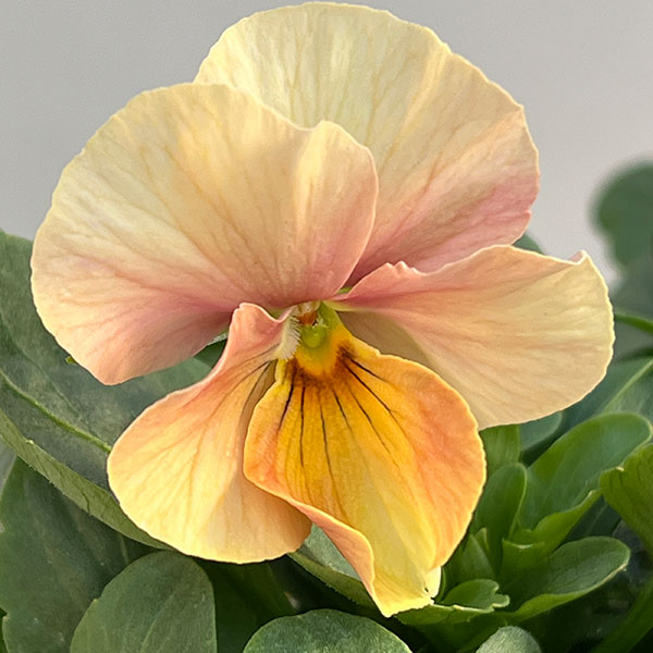 ビオラ：エボルべ3.5号ポット 6株セット