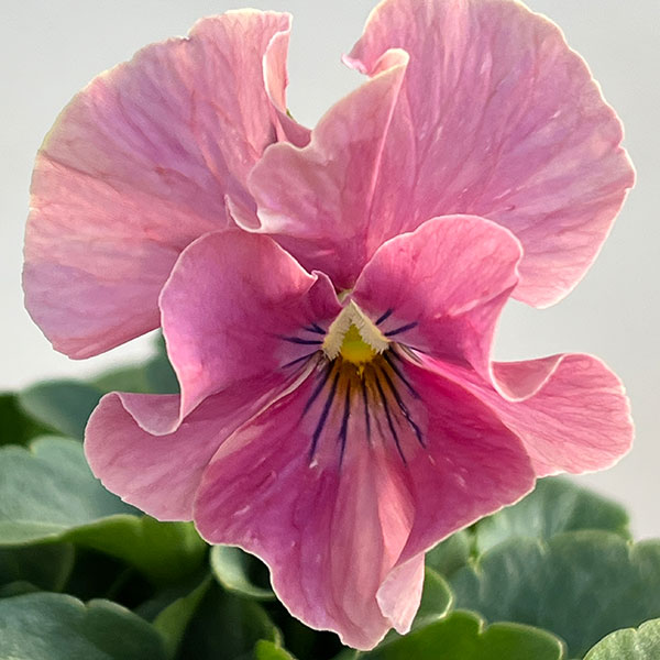 ビオラ：エボルべ3.5号ポット 6株セット