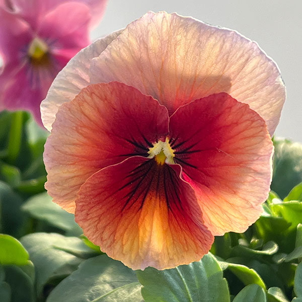 ビオラ：エボルべ3.5号ポット 6株セット