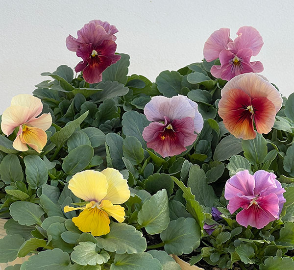 ビオラ：エボルべ3.5号ポット 6株セット