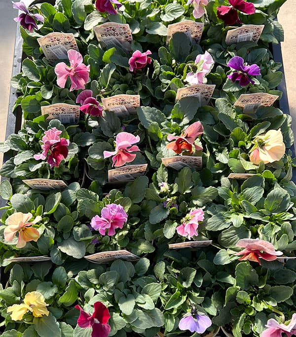 ビオラ：エボルべ3.5号ポット 6株セット