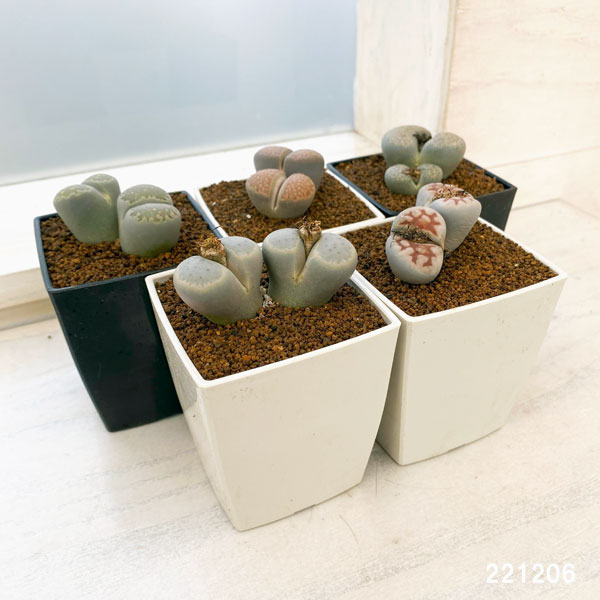 リトープス 3号 お得な 5株セット