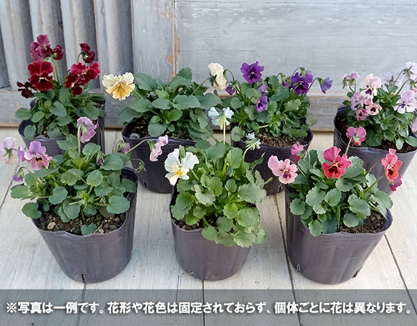 [送料無料]ビオラ：ぷちぷちフリル3号ポット 12株セット