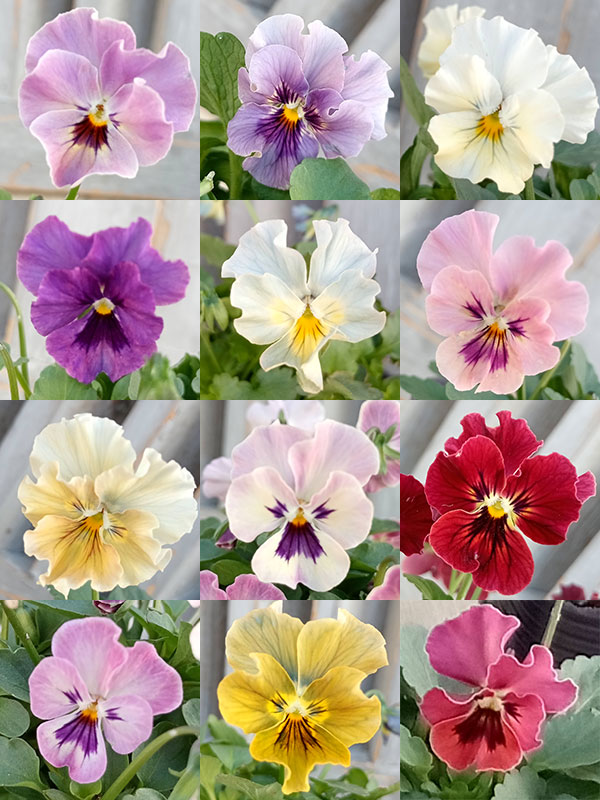 [送料無料]ビオラ：ぷちぷちフリル3号ポット 12株セット