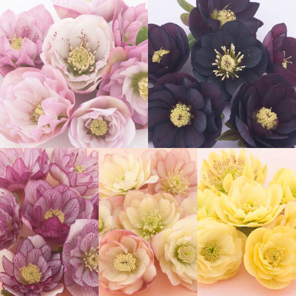 クリスマスローズ：松村ナーセリーさんのダブル5種セットB