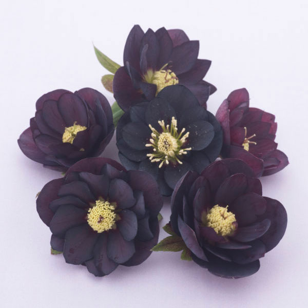 クリスマスローズ：松村ナーセリーさんのダブル5種セットB