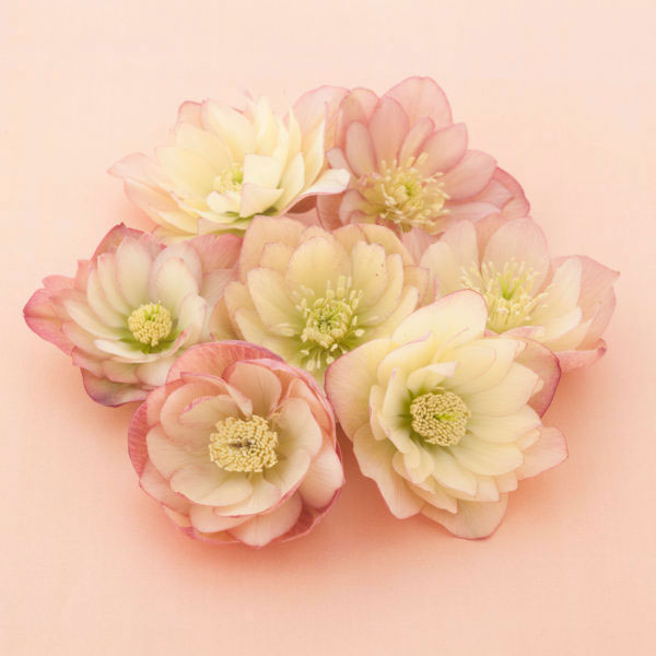 クリスマスローズ：松村ナーセリーさんのダブル5種セットB