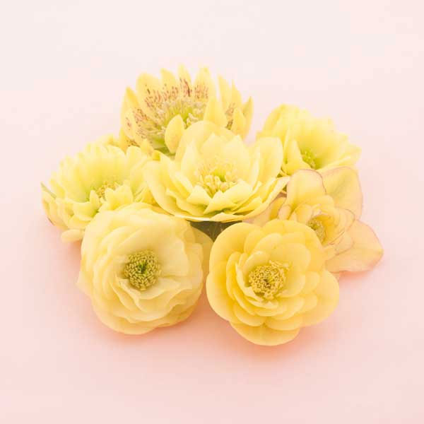 クリスマスローズ：松村ナーセリーさんのダブル5種セットB