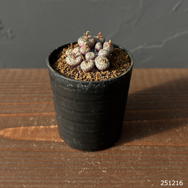 コノフィツム(原種系):ミニマム ウィッテベルゲンセ(実生) 2号ポット