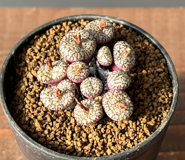 コノフィツム(原種系):ミニマム ウィッテベルゲンセ(実生) 2号ポット