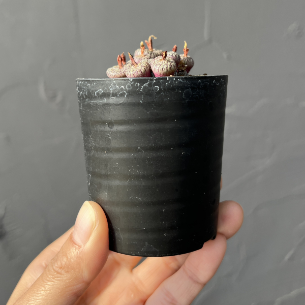 コノフィツム(原種系):ミニマム ウィッテベルゲンセ(実生) 2号ポット