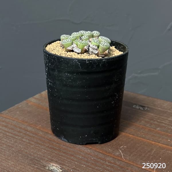 コノフィツム（原種系）：ミニマム　ウィッテベルゲンセ（実生）　2号ポット