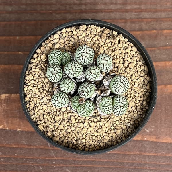 コノフィツム（原種系）：ミニマム　ウィッテベルゲンセ（実生）　2号ポット