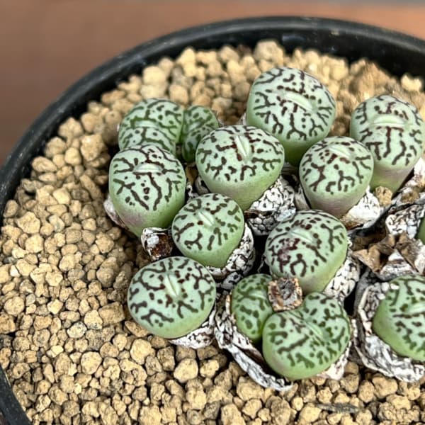 コノフィツム（原種系）：ミニマム　ウィッテベルゲンセ（実生）　2号ポット