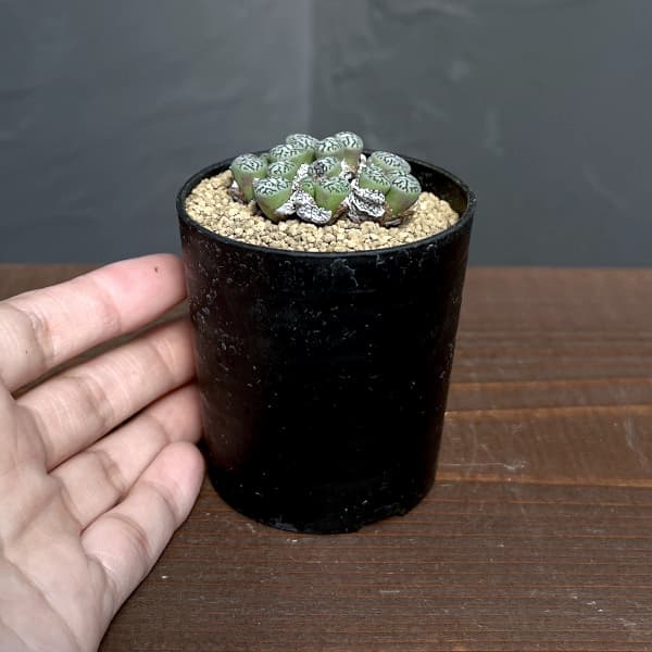 コノフィツム（原種系）：ミニマム　ウィッテベルゲンセ（実生）　2号ポット