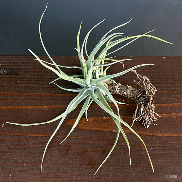 チランジア：T.ehlersiana sp clumps