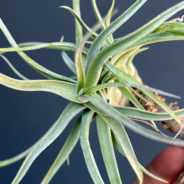 チランジア：T.ehlersiana sp clumps