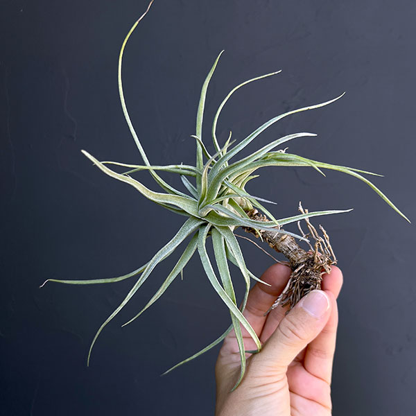 チランジア：T.ehlersiana sp clumps