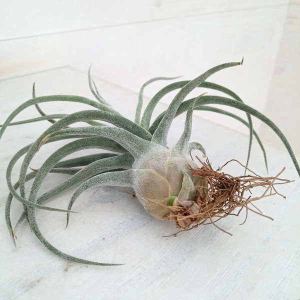 園芸ネット本店｜チランジア：T.Shitting Pretty（小サイズ）No.1 の