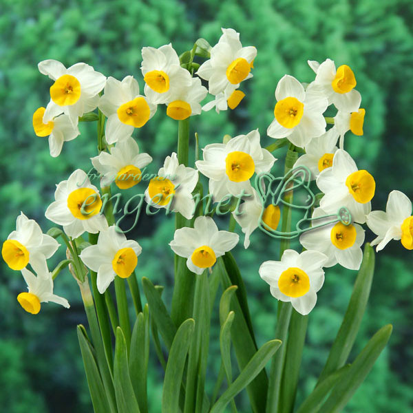 芳香日本水仙：1球植え3号ポット苗 28株セット