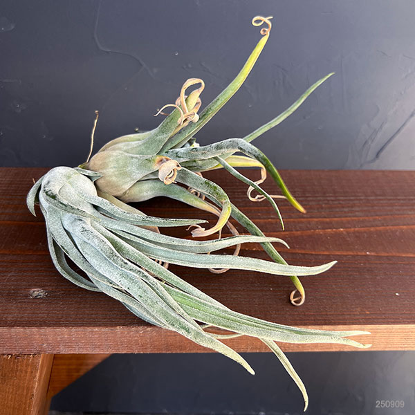 チランジア:T.streptophylla x seleriana No.5878_2