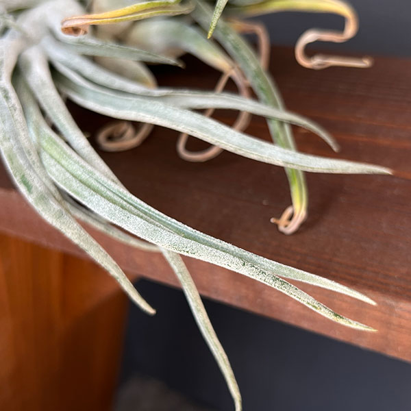 チランジア:T.streptophylla x seleriana No.5878_2