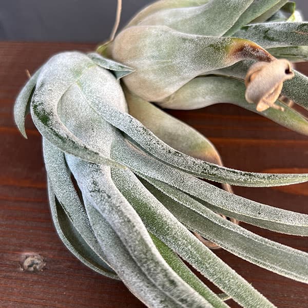 チランジア:T.streptophylla x seleriana No.5878_2