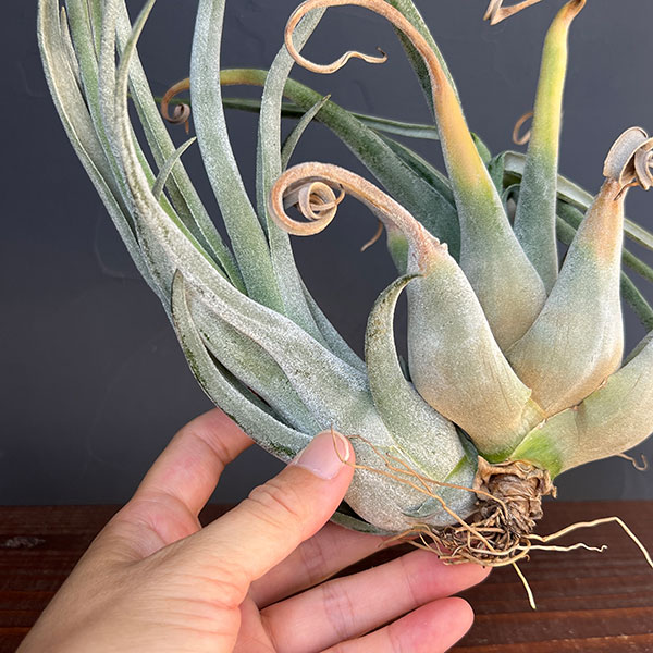チランジア:T.streptophylla x seleriana No.5878_2