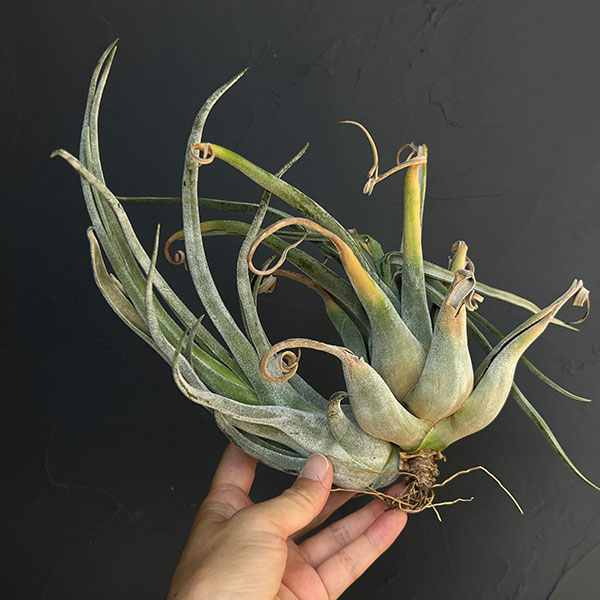チランジア:T.streptophylla x seleriana No.5878_2