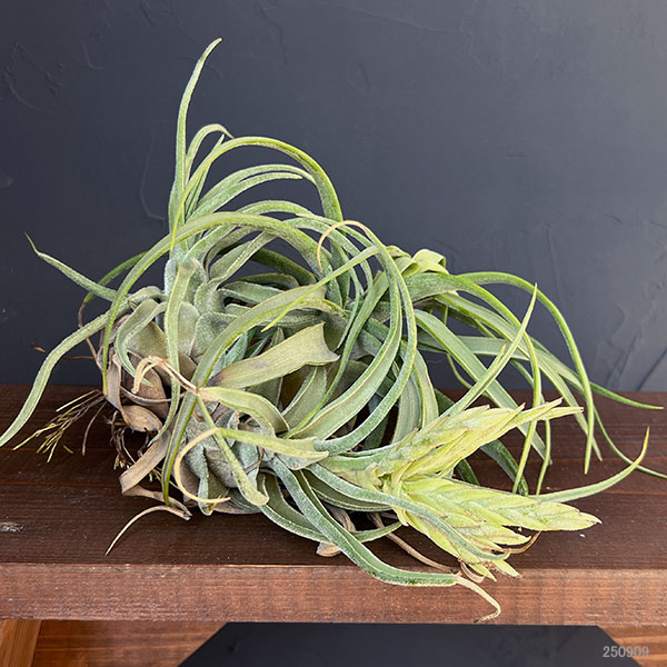 チランジア:T.streptophylla x seleriana No.5878_3