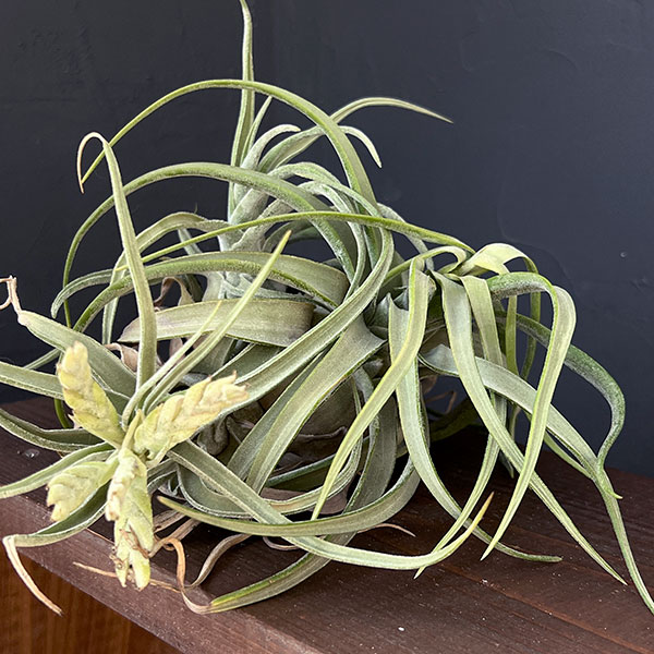 チランジア:T.streptophylla x seleriana No.5878_3